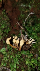 Pleurocordyceps