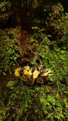 Pleurocordyceps