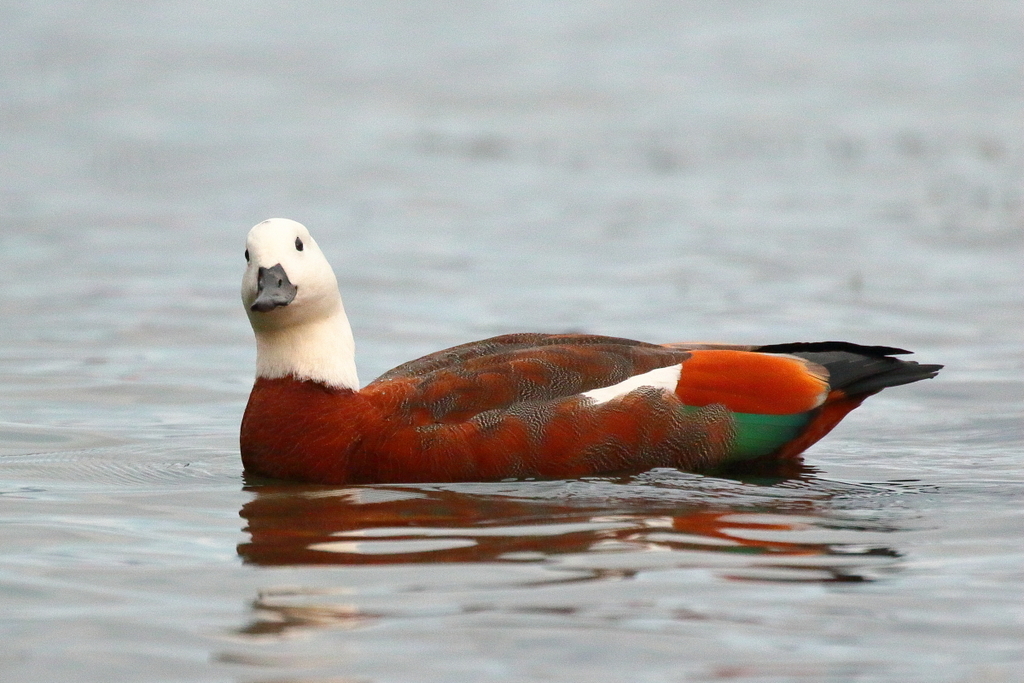 Paradise Shelduck (Tadorna variegata)  iNaturalist