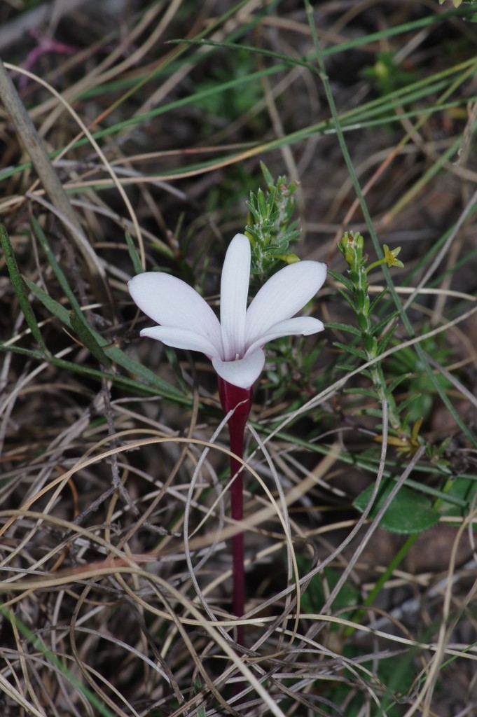 Apodolirion amyanum