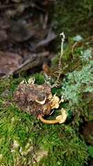 Pleurocordyceps
