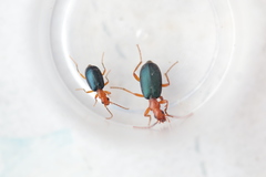 Brachinus crepitans