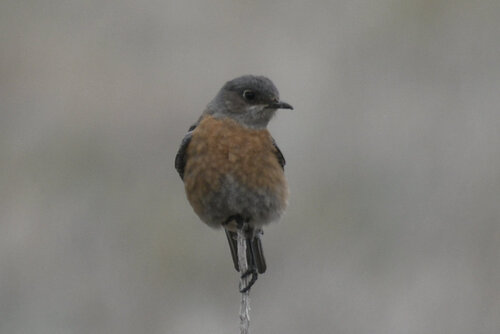 Western Bluebird photographed in Colorado