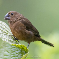 Cyanoloxia cyanoides