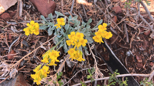 basin bladderpod (Physaria cinerea)