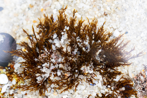 Gelidium coulteri observed 2025-04-18