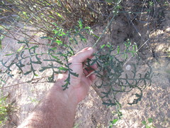 Pelargonium multiradiatum
