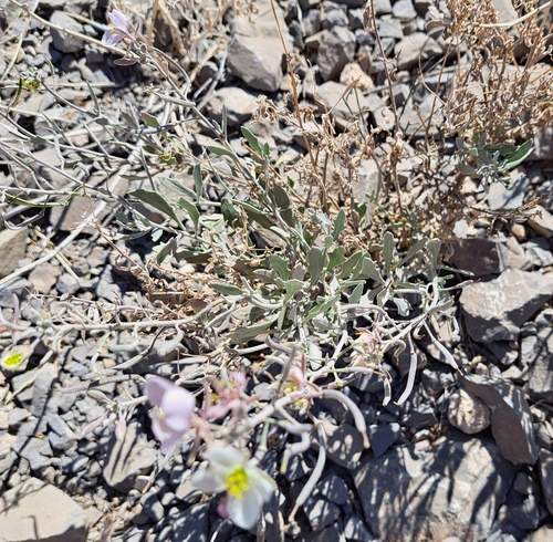 Image of Nerisyrenia camporum by (c) waldo_jeffers, some rights reserved (CC BY)