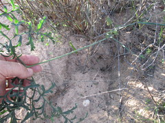 Pelargonium multiradiatum