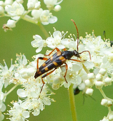 Strangalia attenuata