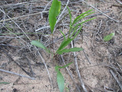 Pelargonium pilosellifolium