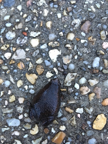Eastern Narrow-mouthed Toad photographed in Louisiana