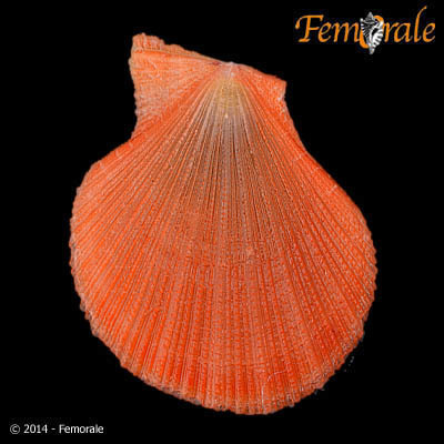 Laevichlamys