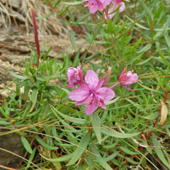 Chamaenerion fleischeri