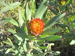 Leucadendron orientale