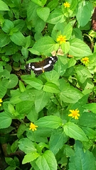 Castilia