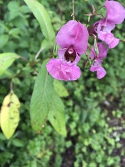 Impatiens glandulifera