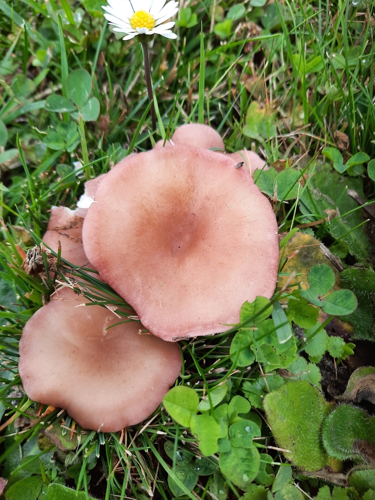 Calocybe carnea
