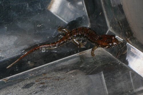 Apalachicola Dusky Salamander, Desmognathus apalachicolae