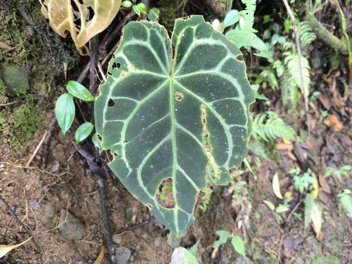 Antúrio-cristalino