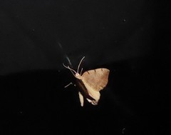 Sestra humeraria