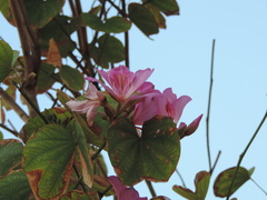 Magnoliopsida