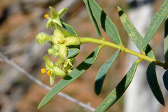 Pimelea microcephala microcephala