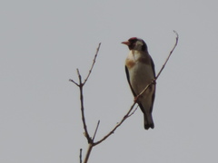 Carduelis carduelis