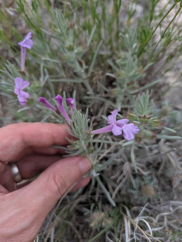 Clustered Sage (Salvia whitehousei)
