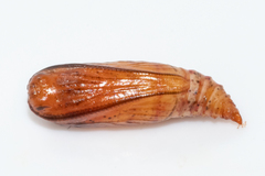 Chlorocoma didita