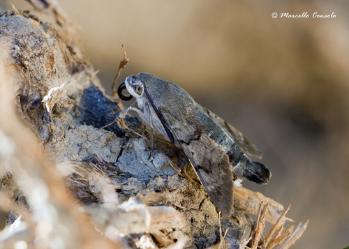 Ilgaliežuvis sfinksas nuotrauka