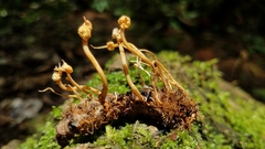 Pleurocordyceps