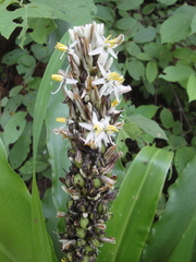 Chlorophytum macrophyllum