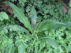Chlorophytum macrophyllum