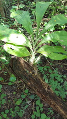 Catasetum integerrimum