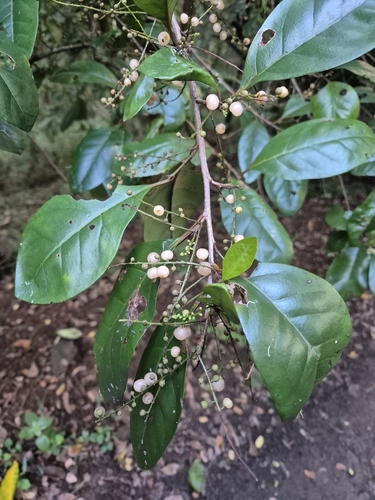 Maesa haplobotrys observed 2025-04-20