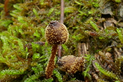 Neobarya agaricicola