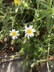 Tripleurospermum inodorum