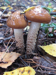 Cortinarius trivialis