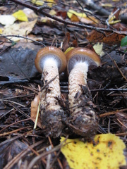 Cortinarius trivialis