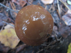 Cortinarius trivialis