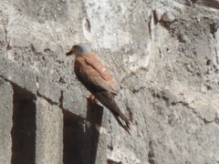 Falco naumanni