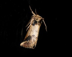 Declana junctilinea