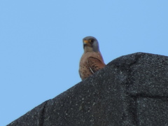 Falco naumanni