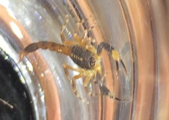 Centruroides flavopictus