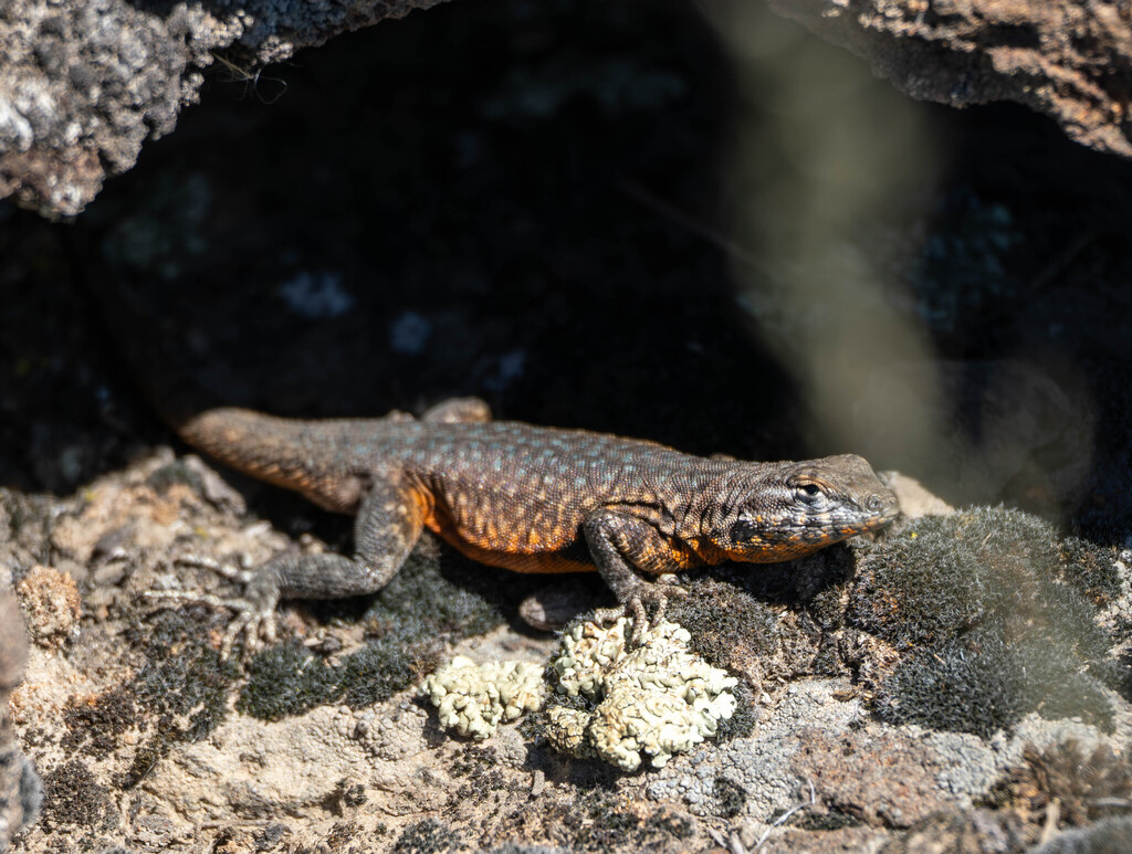 April Lizard Common Side-blotched Lizard in April 2025 by Merrill Peterson · iNaturalist