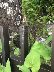 Orthetrum albistylum speciosum