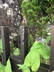 Orthetrum albistylum speciosum