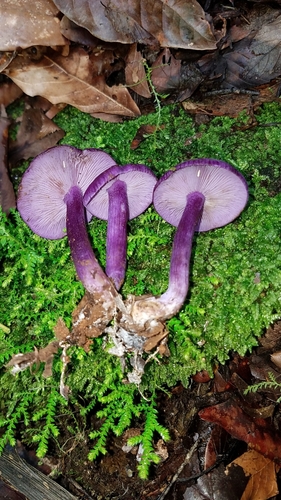 Tricholosporum tropicale