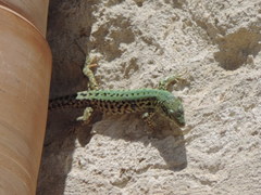 Podarcis siculus